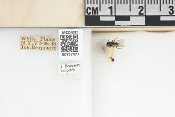 Media type: image;   Entomology 777477 Aspect: Labels